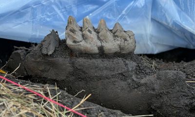 New York state resident finds complete mastodon jaw beneath lawn