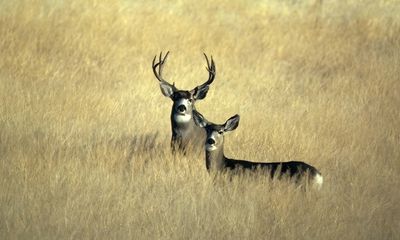 Oregon hunters join effort to catch crossbow deer poacher