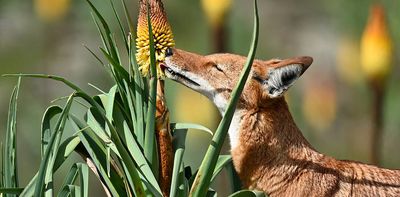 Wolves with a taste for nectar? How we discovered the first large carnivore that pollinates flowers