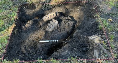 New York homeowner makes groundbreaking prehistoric discovery – the first in over a decade