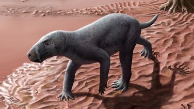 270 million-year-old saber-toothed predator from 'ghost' lineage looked like a bald dog