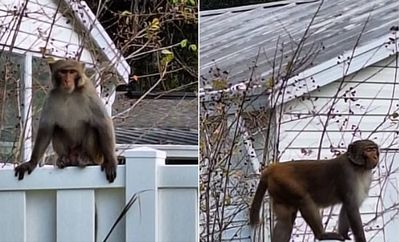 Florida Police Issue Warning About Monkeys On The Loose