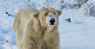 Highland polar bear receiving geriatric care after struggling to keep up with cub