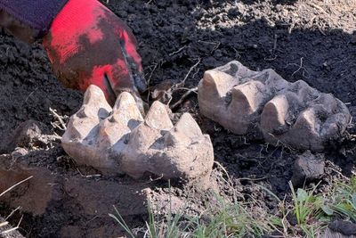 New York man finds jaw of killer sea giant while gardening in his backyard