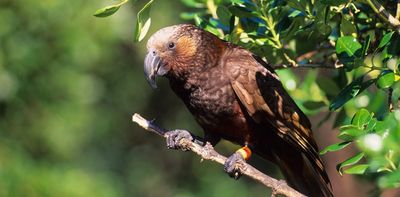 Could NZ’s two kākā subspecies actually be remnants of a more diverse species? Here’s why we need to know