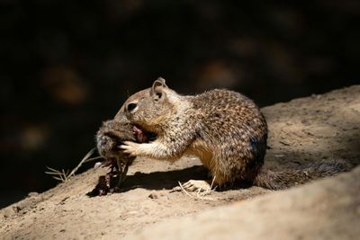 Cute Carnivores: Bloodthirsty California Squirrels Go Nuts For Vole Meat