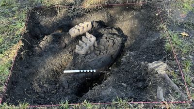 'I knew they were something special': New York homeowner discovers mastodon jaw fossils in backyard