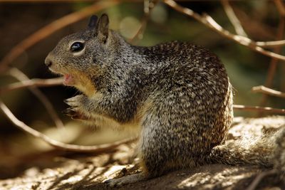 Researchers Shocked To Discover Carnivorous Squirrels: 'I Could Barely Believe My Eyes'