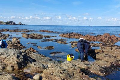 ‘Climate indicator’ sea slugs, whales and returning wildlife in UK seas in 2024