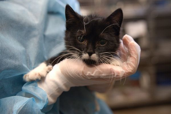 Minnesota deputies saw 250 animals suffering at purported rescue. Weeks later, only 70 were left