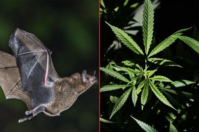 Fungus Found in Bat Poop Kills Two New York Men Who Used the Excrement to Help Grow Marijuana Plants