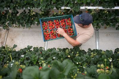 Growers promise UK strawberries for the Christmas table thanks to new method