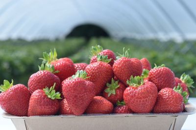 UK growers hope to make strawberries part of the Christmas tradition