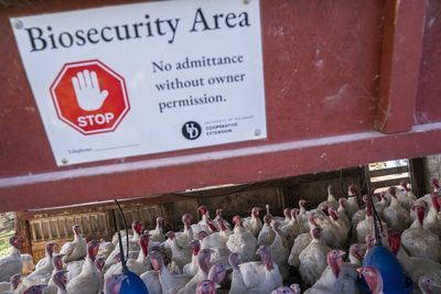 California declares a state of emergency as a new severe bird flu case was discovered. What it means for the rest of the country