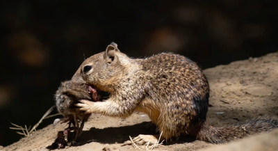 Squirrels spotted hunting and eating rodents in ‘shocking’ discovery