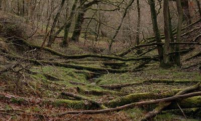 Country diary: A boggy, treacherous, wonderfully unwelcome place