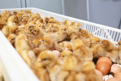 The US egg industry kills 350 million chicks a year. New technology offers an alternative