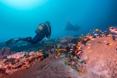 The secret South African scuba diving destination that’s cheaper than the Maldives