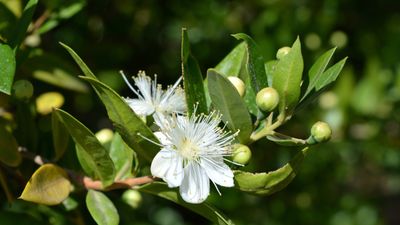 Best fragrant evergreens – 5 perfumed plants for a year-round sensory garden