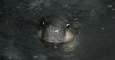 Haggis the pygmy hippo pictured swimming at Edinburgh Zoo