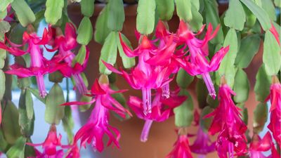 This is the time to stop watering your Christmas cactus – houseplant experts reveal when and why to cut back