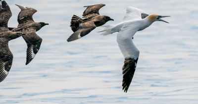 Report 'reveals the ongoing impact' of bird flu on Scottish seabirds