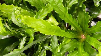 How to grow a bird's nest fern – 9 simple steps for a thriving plant