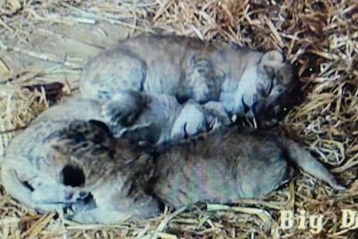 Whipsnade Zoo welcomes trio of rare North African lion cubs