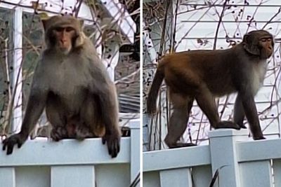 Police warning as ‘really big’ monkeys spotted roaming around Florida community