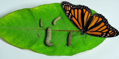 Federal protection for monarch butterflies could help or harm this iconic species, depending on how it’s carried out