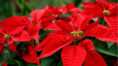 Can you grow poinsettias outdoors? Expert tips to successfully grow these festive favorites in your yard