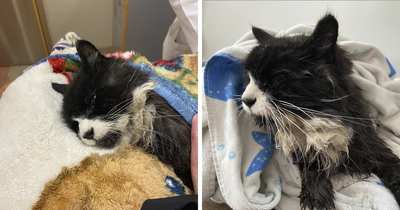 20YO Blind Cat Found Stuck On Ice Chunk In Lake, Community Pulls Off A Miraculous Rescue