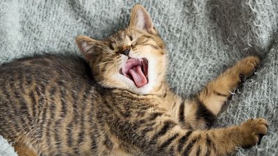 Do kittens lose their teeth?