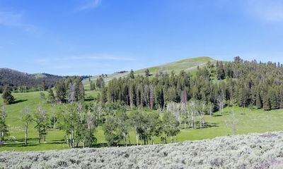 Yellowstone landscape is pretty, but can you spot the bear?