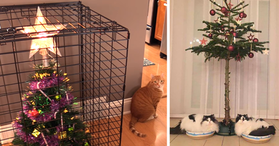 40 Genius People Who Found A Way To Protect Their Christmas Trees From Cats And Dogs