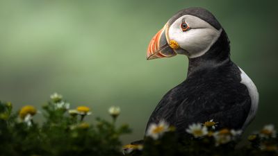 "I can happily spend 10 hours in a bird hide, or out in a field in camouflage gear at sunrise" says 15-year-old winner of RSPCA Young Photographer Awards