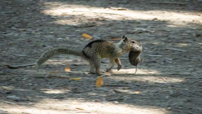 Killer squirrels have developed taste for flesh — and voles are running for their lives