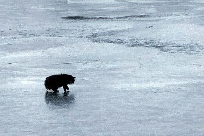 A 20-year-old blind cat is rescued from an icy Massachusetts pond after some quick thinking