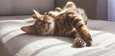 How can I keep my cat happy? 5 tips from a vet to help your feline friend live their best life