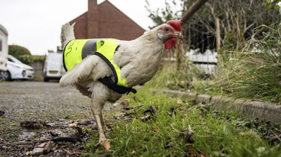 Beloved Road-Crossing Chicken Gifted Mini Traffic Vest to Keep Her Safe: 'She's a Real Character'