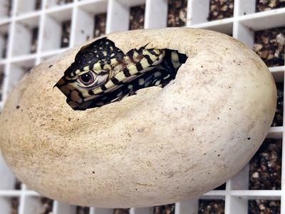 LA Zoo hatches first-ever perentie lizards, one of largest lizard species in the world