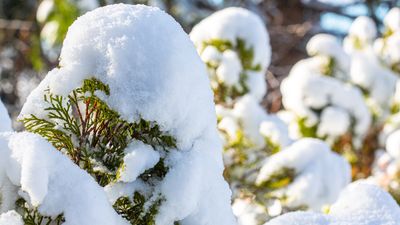 Should you remove snow from plants? Our guide has all the winter gardening advice you need to know