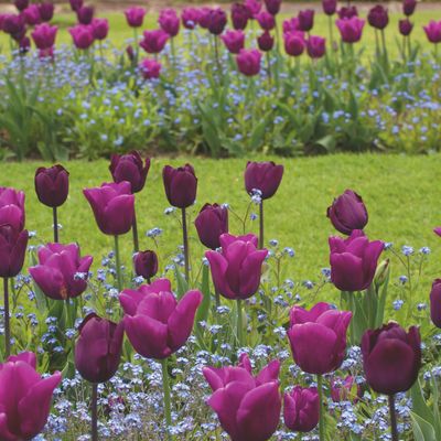 Romantic tulip displays are going to be in all the chicest gardens in 2025 – these are the go-to colours and varieties to buy now