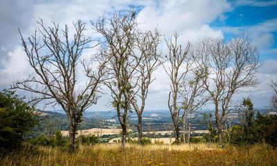 Ash dieback experts identify shoots of hope for Britain’s threatened trees