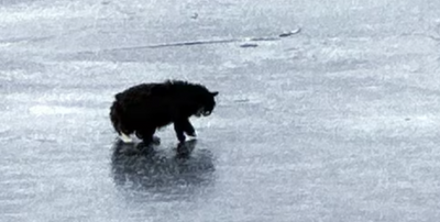 WATCH: Blind 20-Year-Old Cat Rescued From Icy Pond In A Daring Heartwarming Act