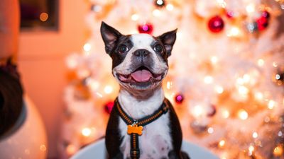 I’m a behaviorist – here’s how to keep your dog calm over the chaos of Christmas