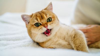 8 fascinating things to know about cat teeth