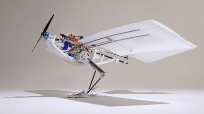 Watch adorable birdlike robot waddle, fall down and leap into flight — it could change how drones take off forever