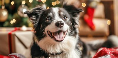 Perfect pet presents this Christmas, and ones to avoid – from an expert in animal welfare