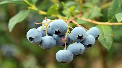 How to protect blueberry bushes in winter – 6 ways to shield plants from frost, snow, and winds